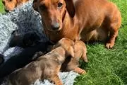 buy Dachshund Puppies. en Philadelphia