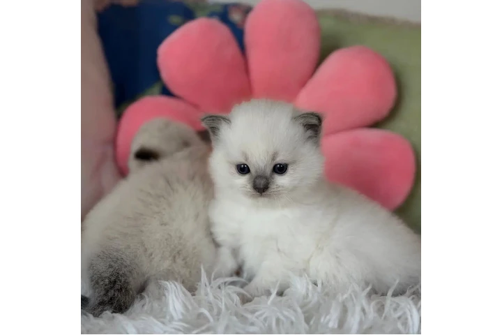 $300 : Gatitos Ragdoll TICA en Venta image 2