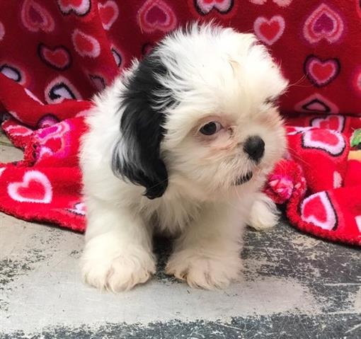 $600 : Shih tzu puppies ready now image 1