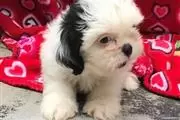 Shih tzu puppies ready now en Montreal