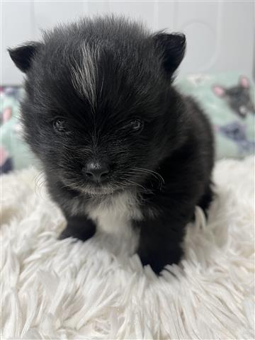 $1500 : Pomeranian image 3