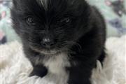 $1500 : Pomeranian thumbnail