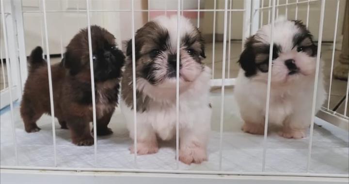 $350 : Cachorros Shihtzu image 4