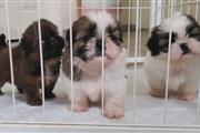 $350 : Cachorros Shihtzu thumbnail