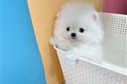 Pomeranian Pups Available en Myrtle Beach