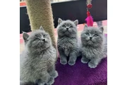 British shorthair Available en Avon Park