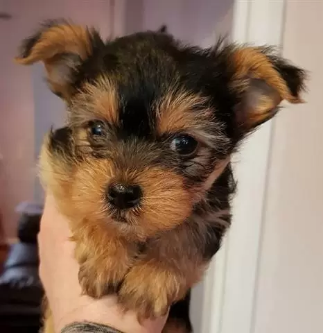 Yorkshire terrier mini toy en image 1
