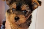 Yorkshire terrier mini toy en thumbnail