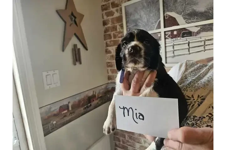 $900 : Adorable English Springer Span image 2