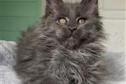 $600 : Encantador gatito Maine Coon a thumbnail