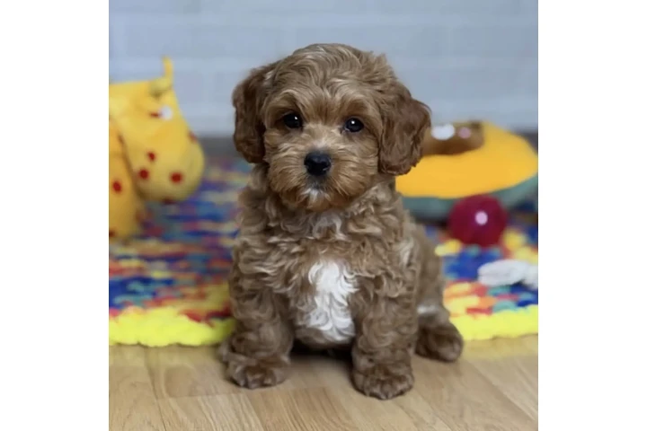 $400 : Maltipoo Available image 2