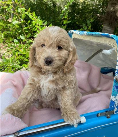 $380 : Goldendoodle puppies for sale image 2