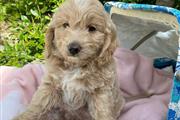 $380 : Goldendoodle puppies for sale thumbnail