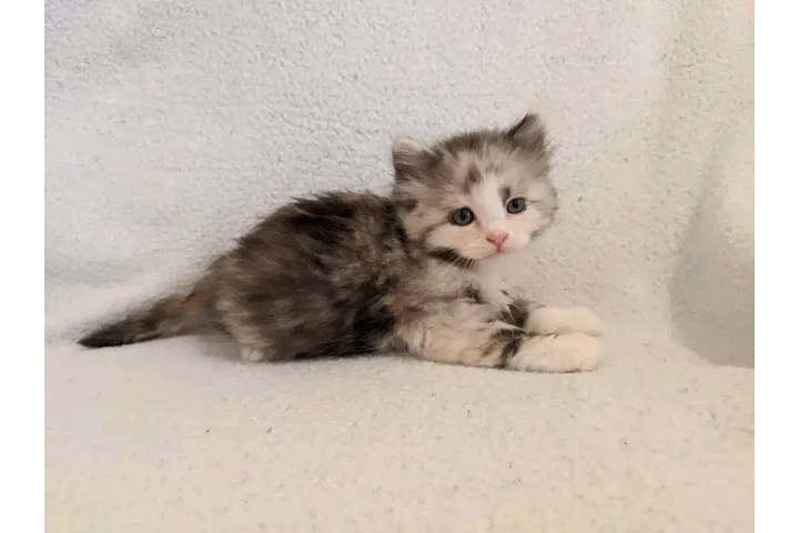 $400 : Ragamuffin cats image 1