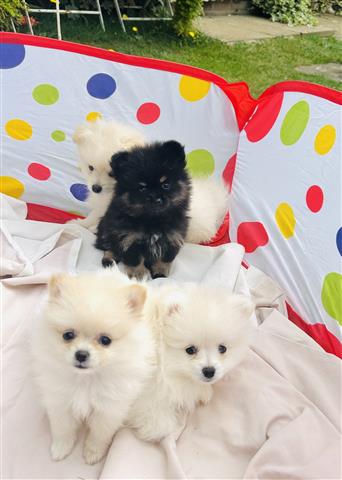 $400 : TWO FEMALE POM image 3