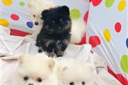 $400 : TWO FEMALE POM thumbnail