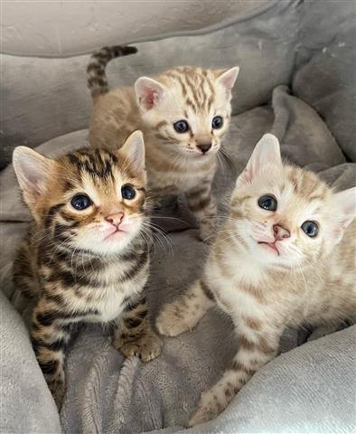 $500 : gatitos buscando nuevos hogare image 2