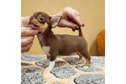 Chichuahas puppies available