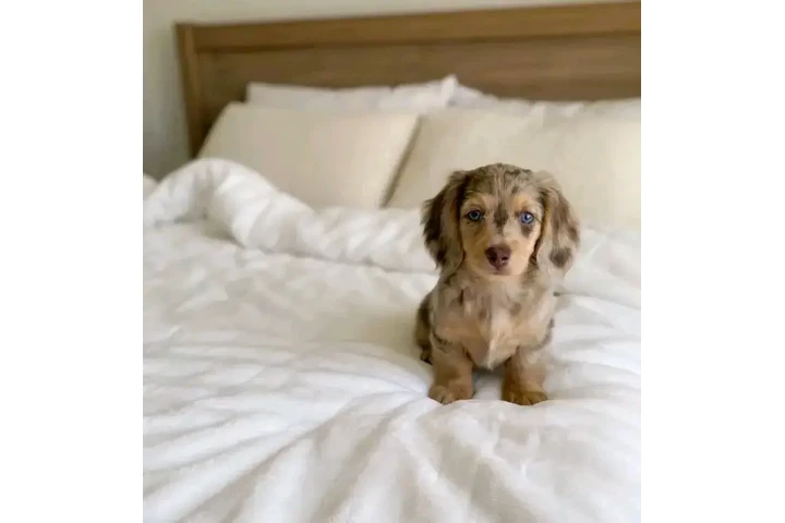 $550 : Dashund Puppies For Adoption image 7
