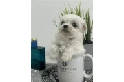 malteses Teacup a la venta en New Haven
