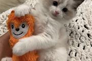 $380 : Gorgeous Ragdol kittens thumbnail