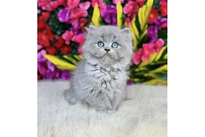 $240 : Lovely British shorthair image 2