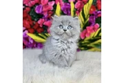 $240 : Lovely British shorthair thumbnail