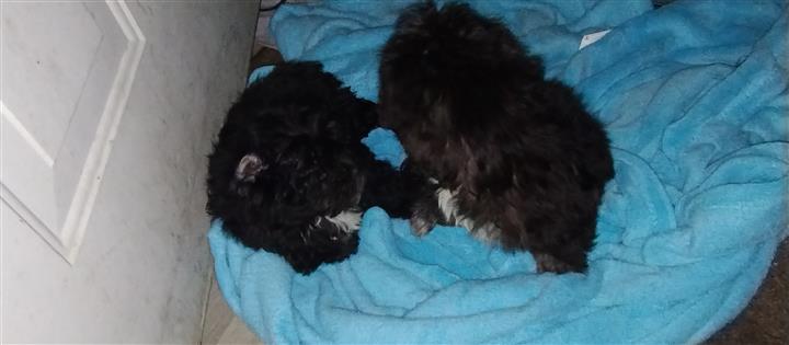 $150 : Mini poodle y mix terrier image 5