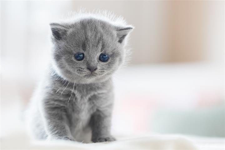 $225 : British Shorthair Kitten image 4