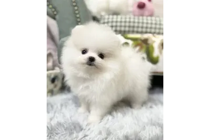$800 : Un pequeño bebe 💕 para ti image 3