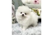 $800 : Un pequeño bebe 💕 para ti thumbnail
