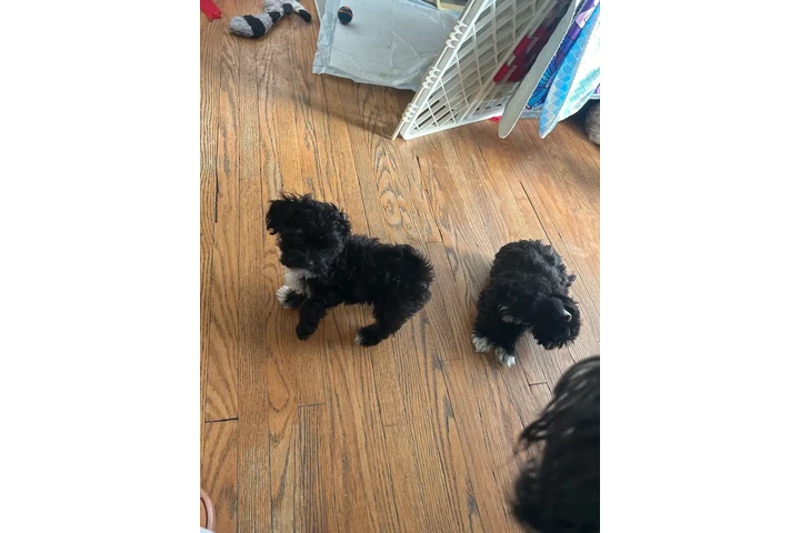 $2200 : Morkie Puppies image 2