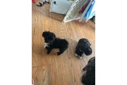 $2200 : Morkie Puppies thumbnail