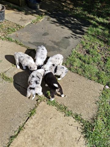 $450 : Collie 2 boys available image 1