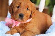 $850 : cachorros Golden Retriever thumbnail