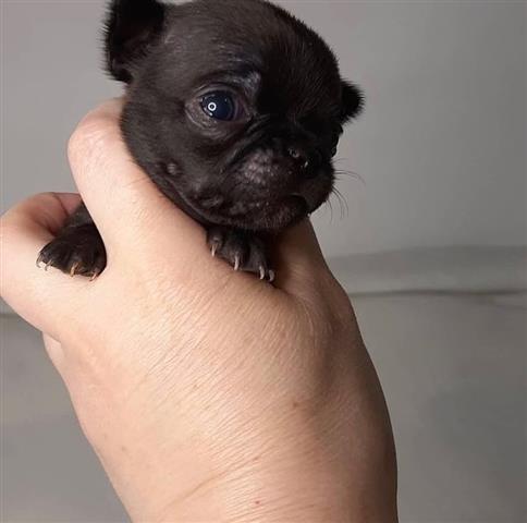 $400 : Cute chihuahua puppies image 2