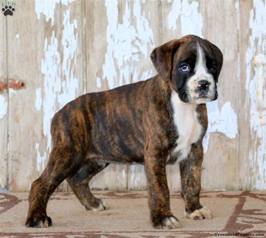 $300 : Boxer Puppies for Sale image 1
