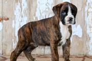 $300 : Boxer Puppies for Sale thumbnail
