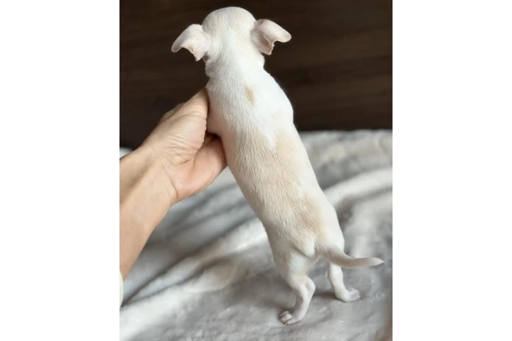 $500 : Chihuahua puppies for sale image 6