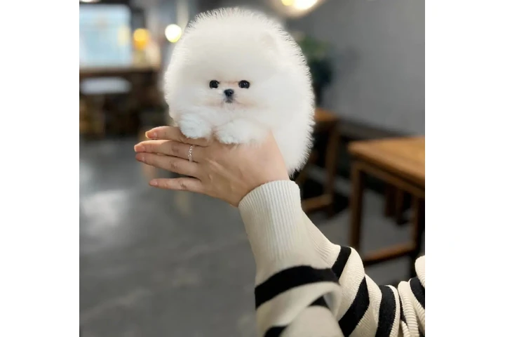 $300 : Teacup Pomeranian puppies image 1