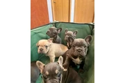 Adopción de cachorros de bulld