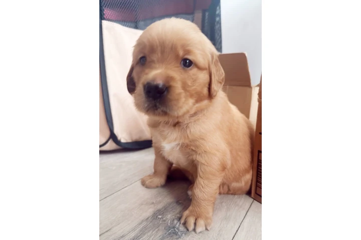 $1300 : Golden Retriever image 1