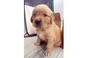 Golden Retriever en Los Angeles