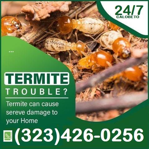 Termite Control100%Garantizado image 7