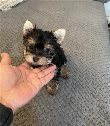 $1200 : Yorkies puppies image 1