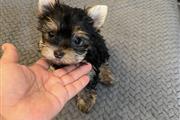 Yorkies puppies en Los Angeles