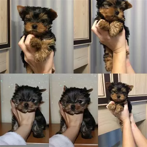 $250 : Venta de Cachorros Yorkies image 1