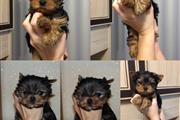 Venta de Cachorros Yorkies en Chicago