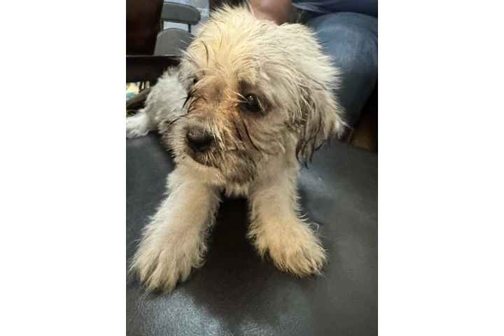 $300 : Dog for Sale/Se vende perrito image 2