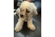 $300 : Dog for Sale/Se vende perrito thumbnail